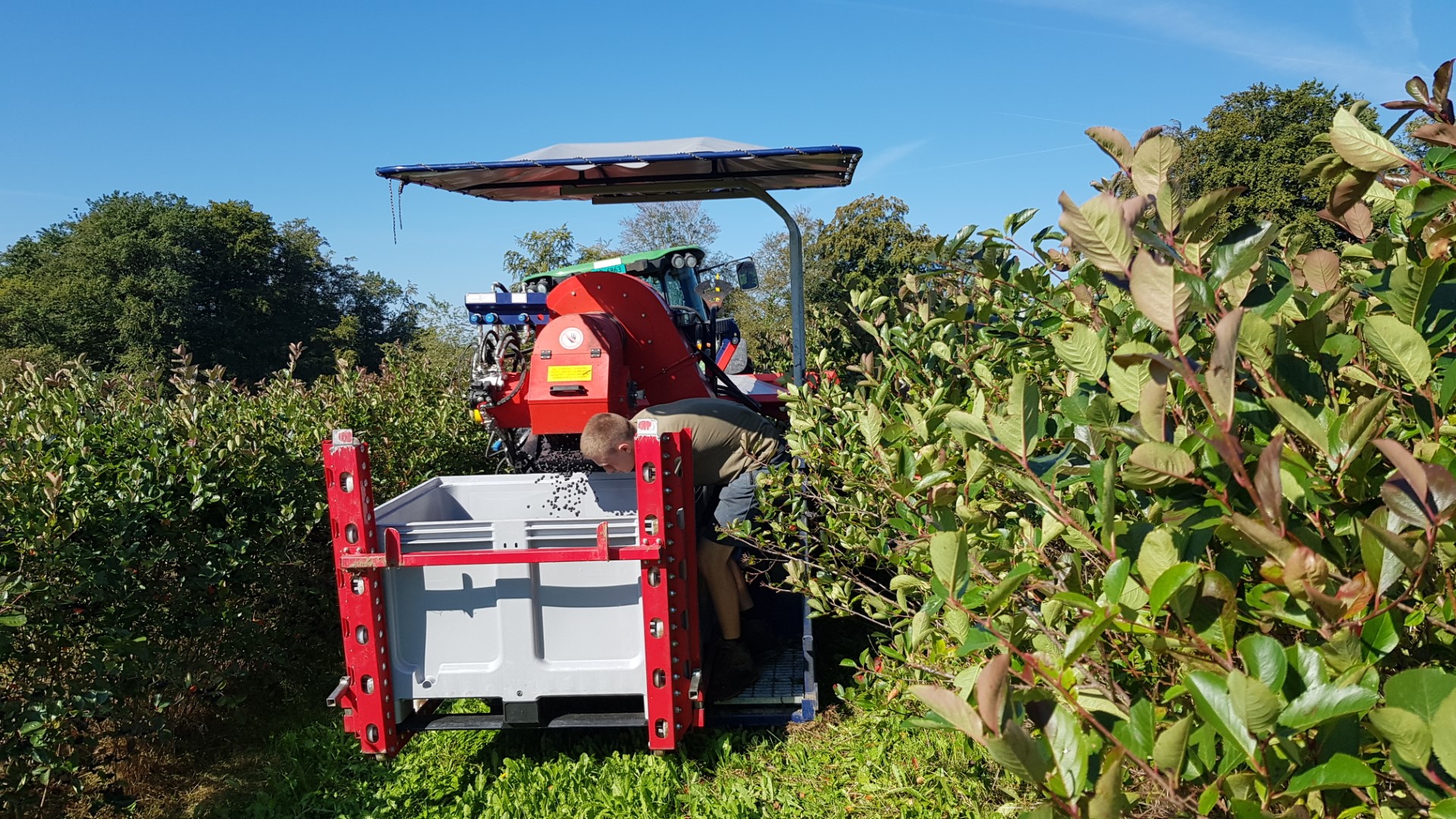 Ernte Aronia September 2023