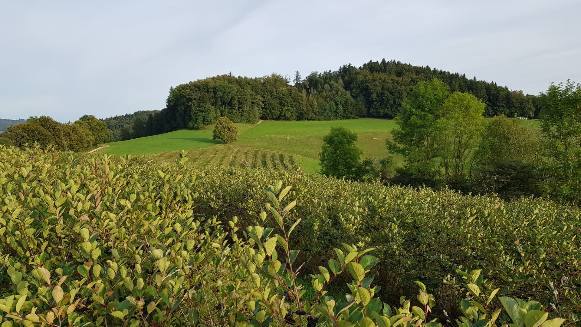 Aroniabeeren, Plantage Rosenhof