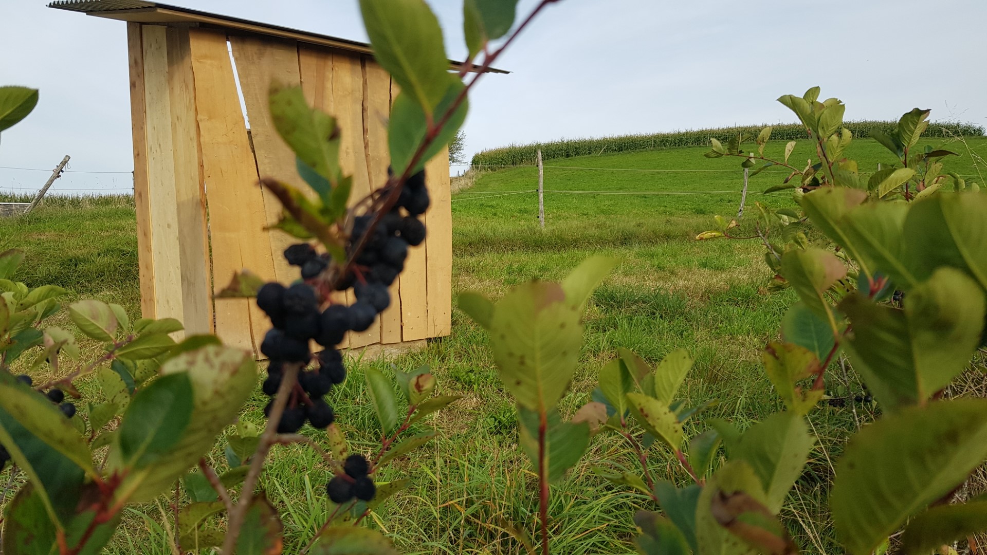 Verkaufslädeli Selbstpflückanlage Aroniabeeren